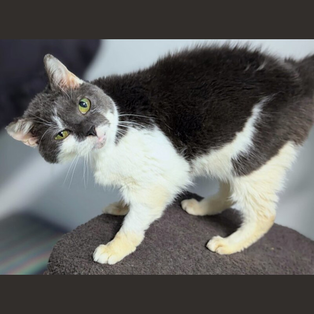 Photo of Gizmo