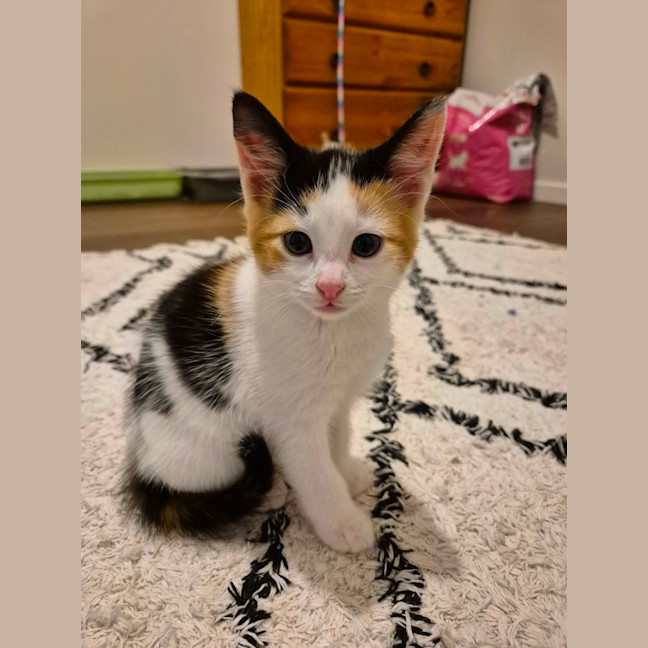 Photo of Harriet Meet Me@Petstock Carrum Downs Store 