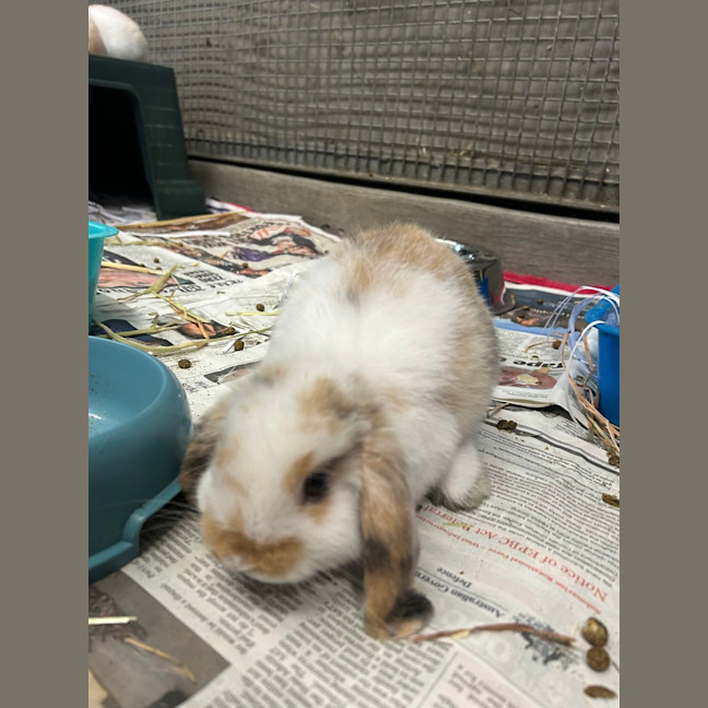 Photo of Marshmallow
