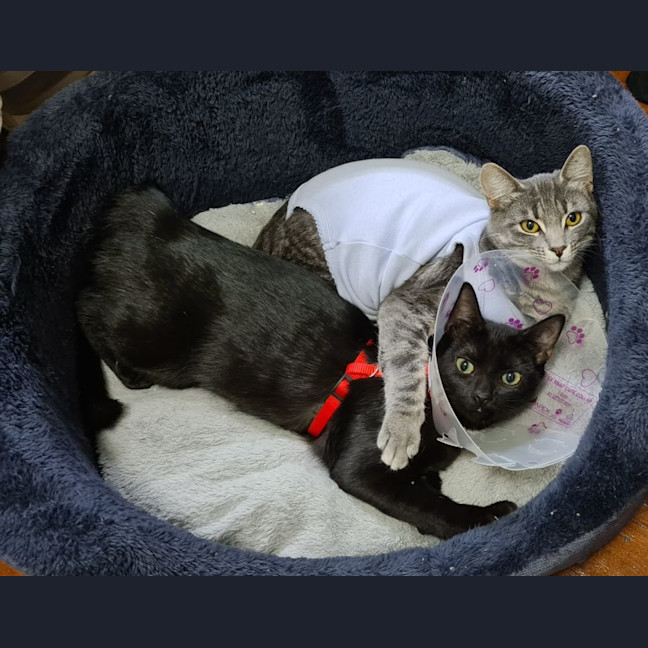 Photo of Nishi & Nila