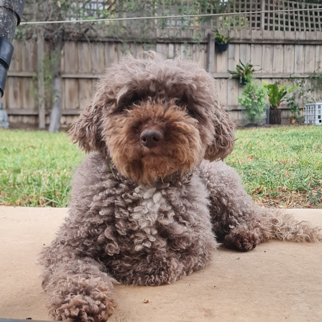 Photo of Harry Valenti