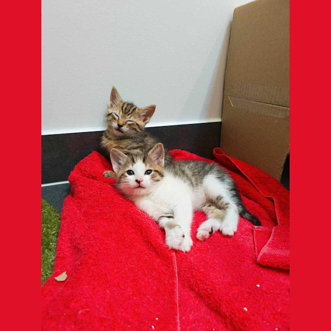 Photo of Elfie