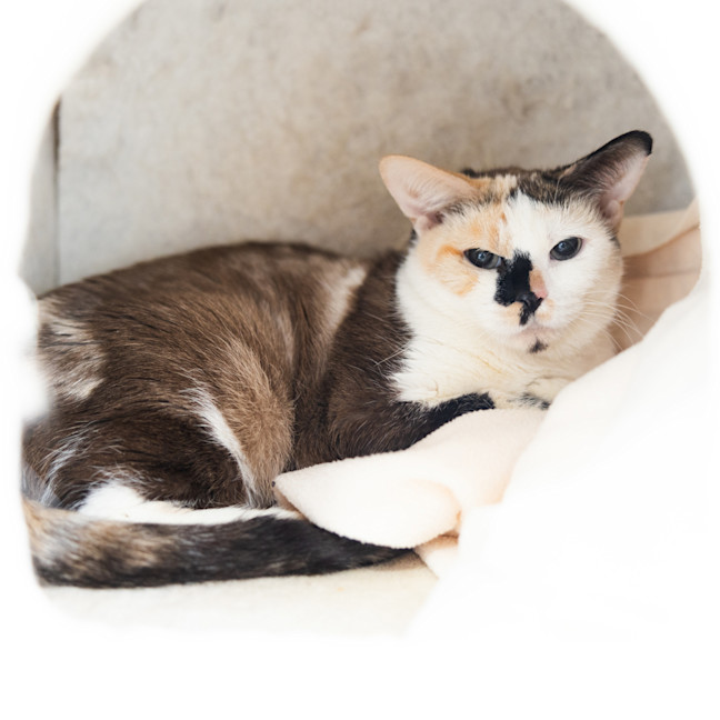 Photo of Chilli