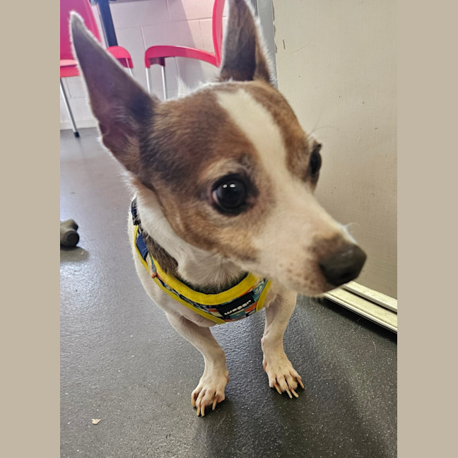 Photo of Toby