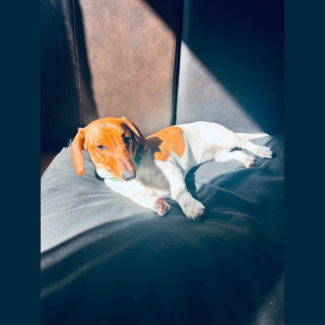 Photo of Lucy