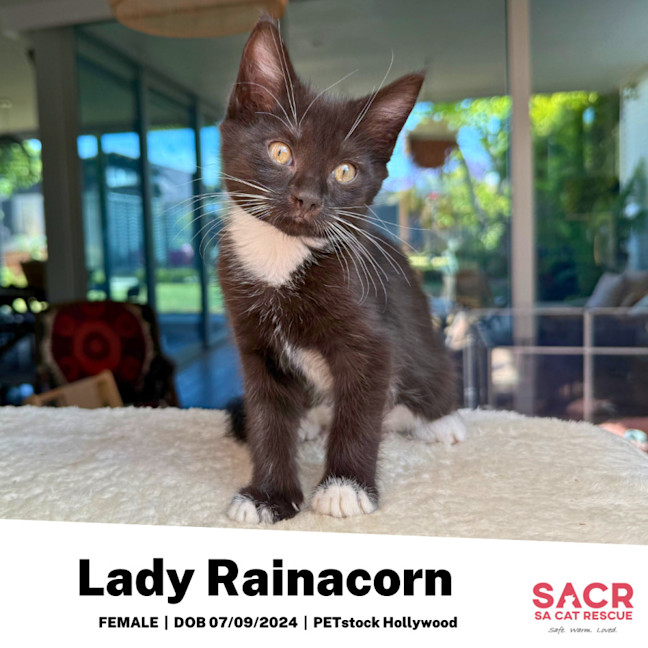 Photo of Lady Rainacorn