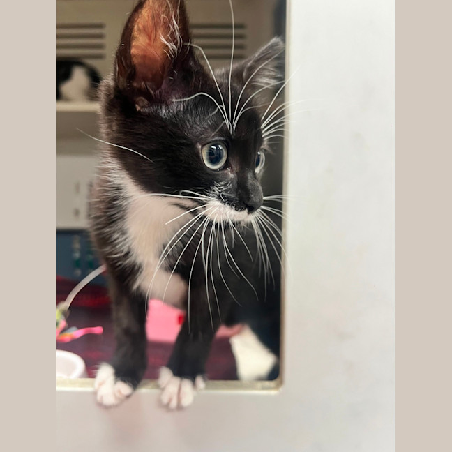 Photo of Will   Meet Me @ Petstock Double Bay