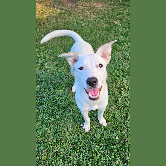 Photo of Rosie