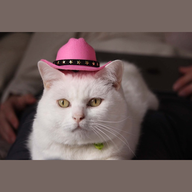 Photo of Mochi