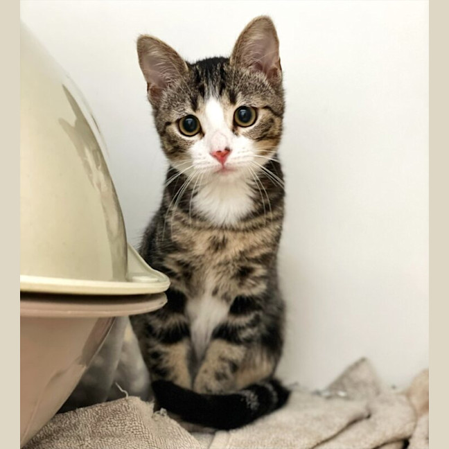 Photo of Willow