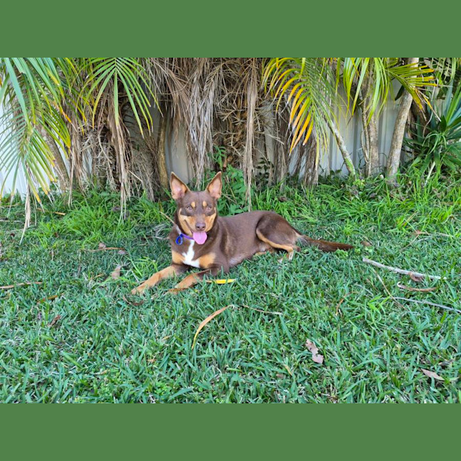 Photo of Ruby   2 Year Old Kelpie