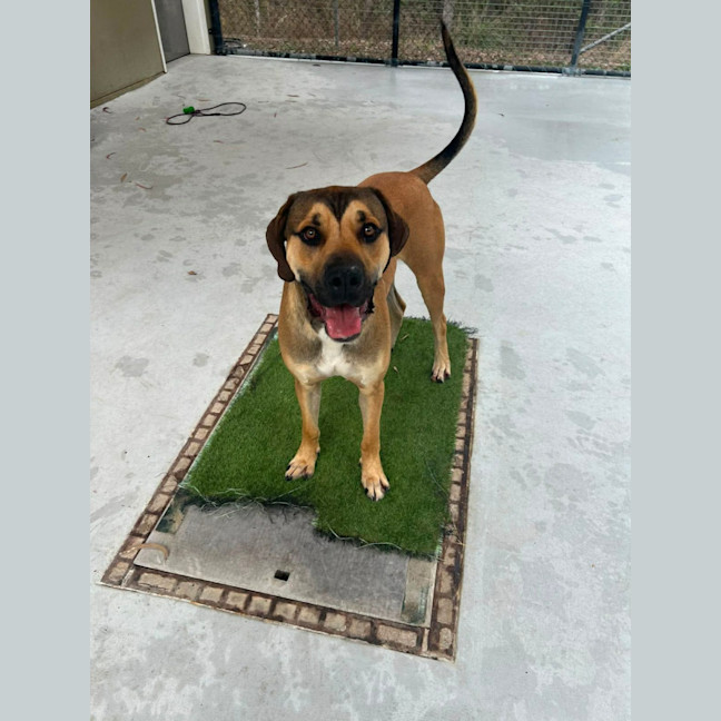 Photo of Bailey