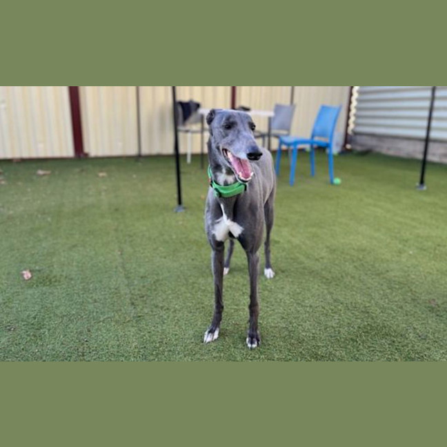 Photo of Beanie