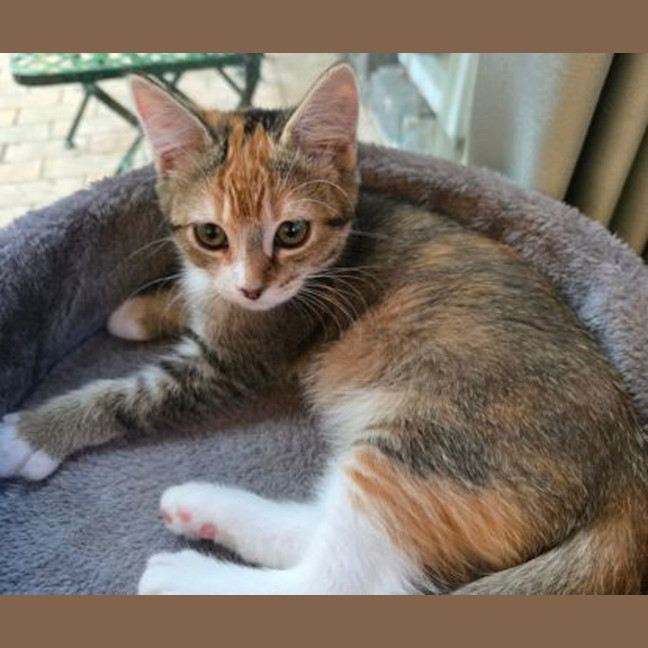 Photo of Luna