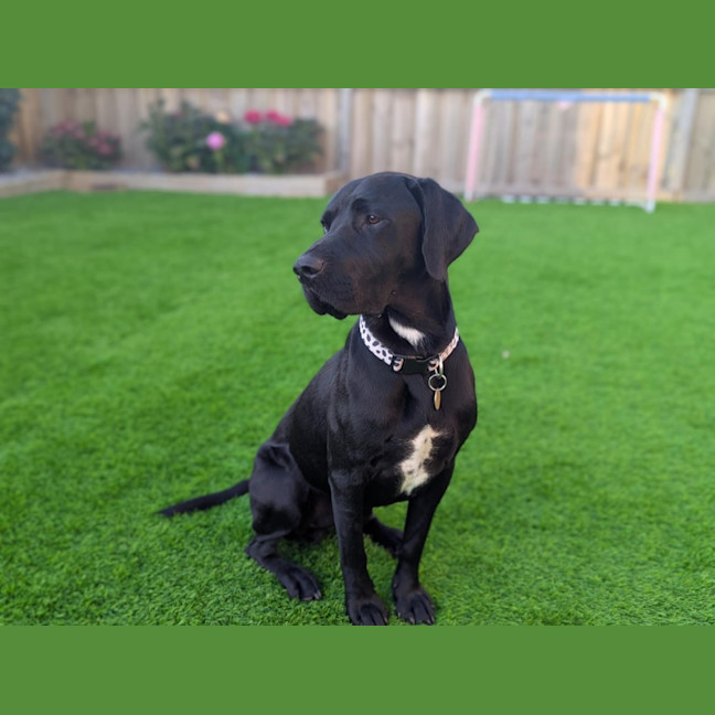 Labrador Pointer Ridge Back Castor - Large Male Pointer x Labrador Retriever Mix Dog in VIC - PetRescue