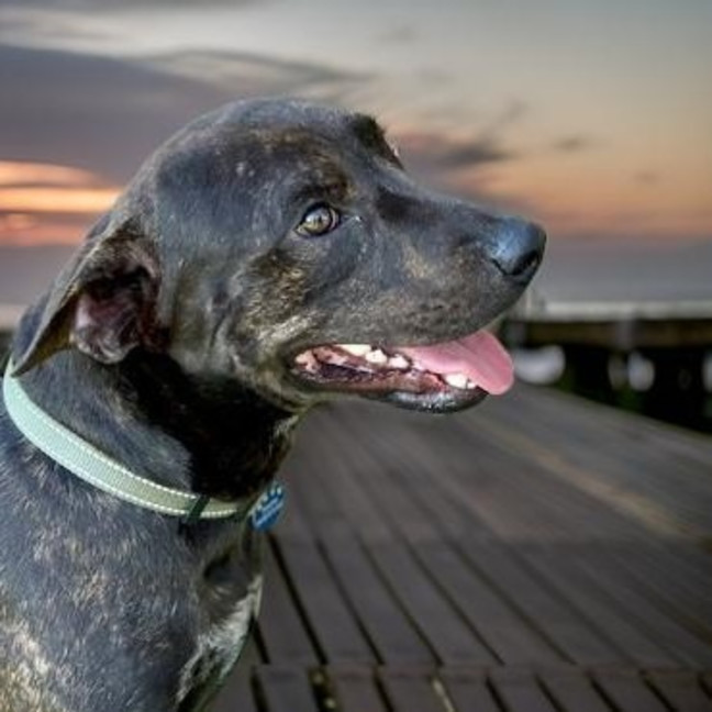 Photo of Romeo