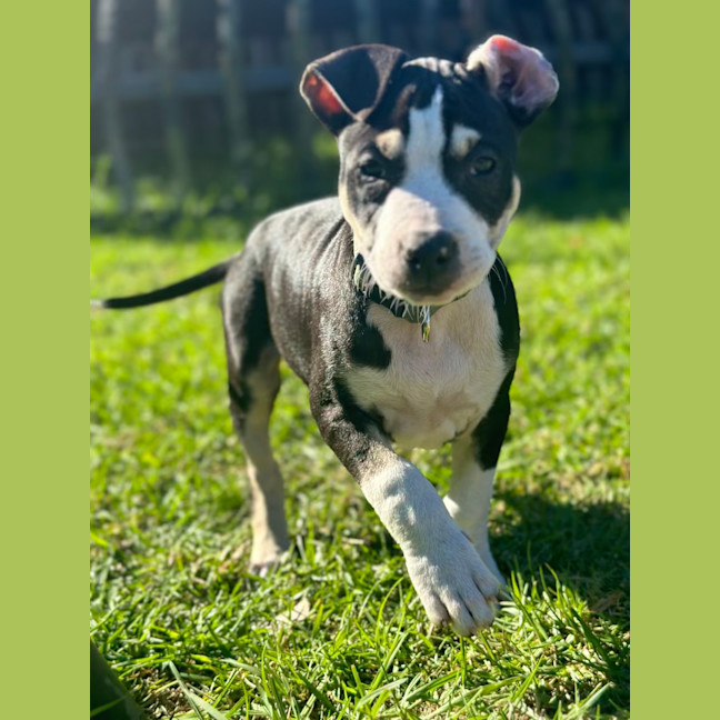 Photo of Tumtum Mc Puff