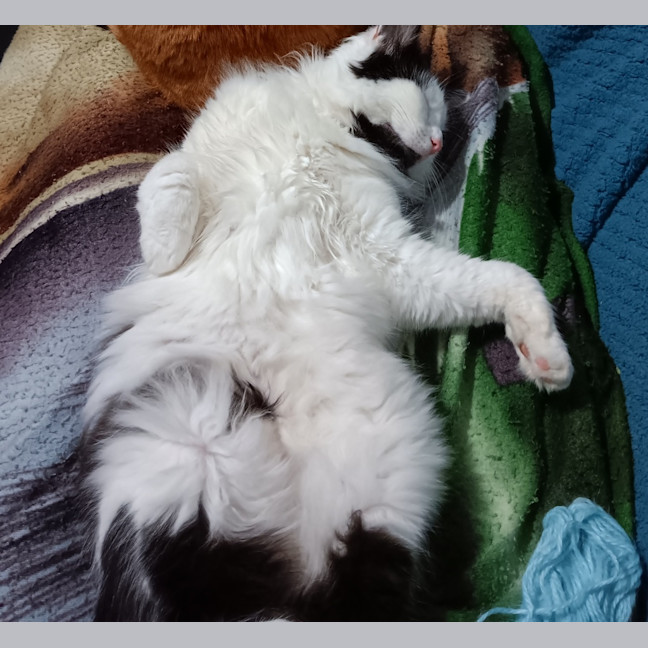 Photo of Bottlebrush