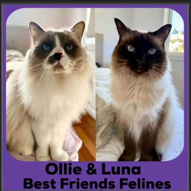 Photo of Ollie And Luna 