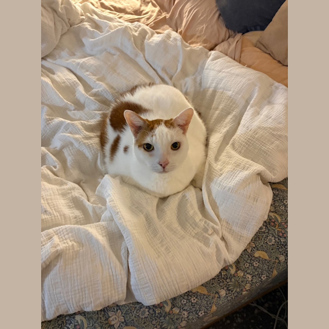 Photo of Gus   10 Year Old Domestic Short Hair