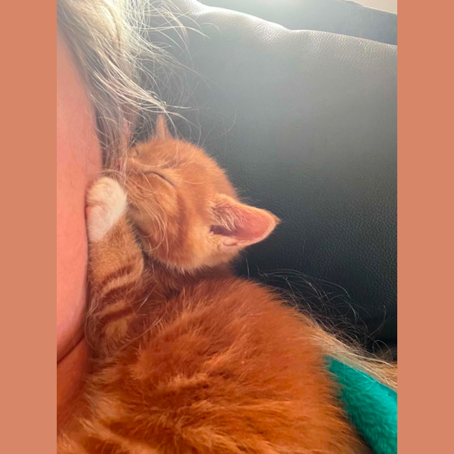 Photo of Cheetoh