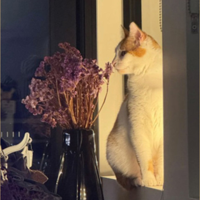 Photo of Chester