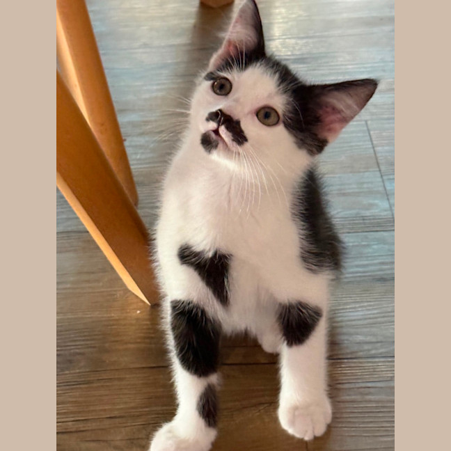 Photo of Flirt Meet Me At Petstock Chelsea