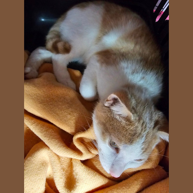 Photo of Harvey