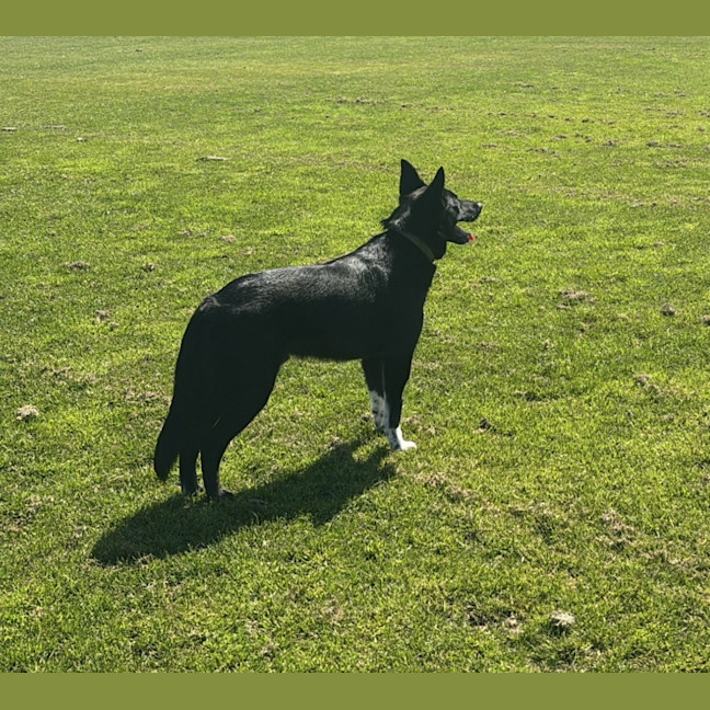 Photo of Axel