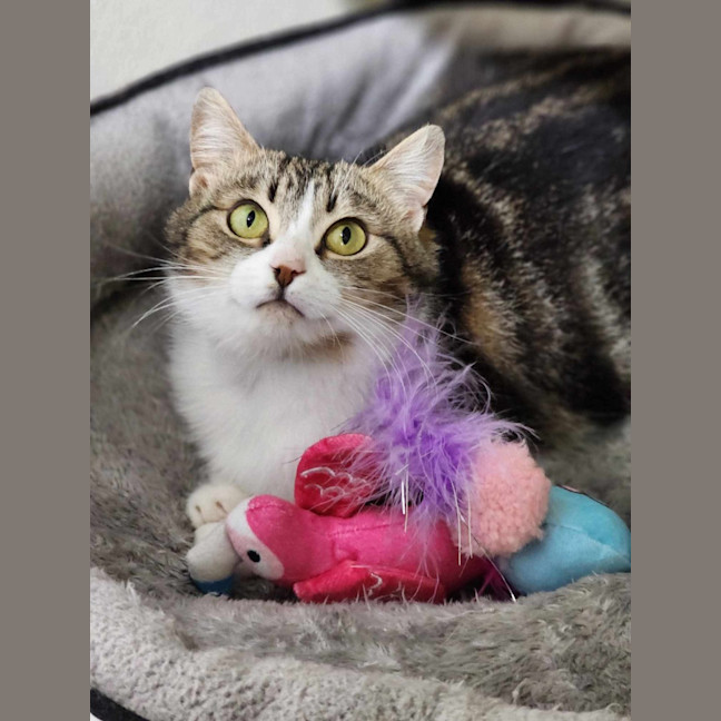 Photo of 🧸 Gemma 5509 🧸