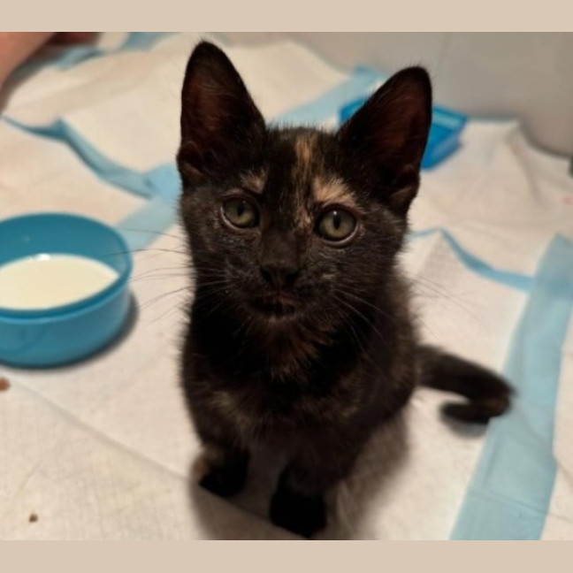 Photo of Chilli Bean