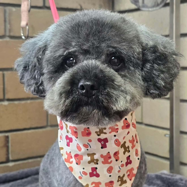 Photo of Dusty