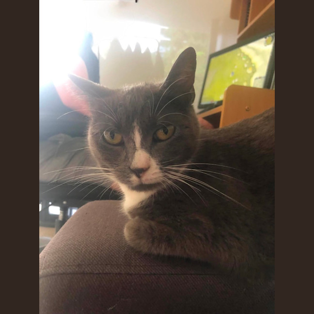 Photo of Muffin