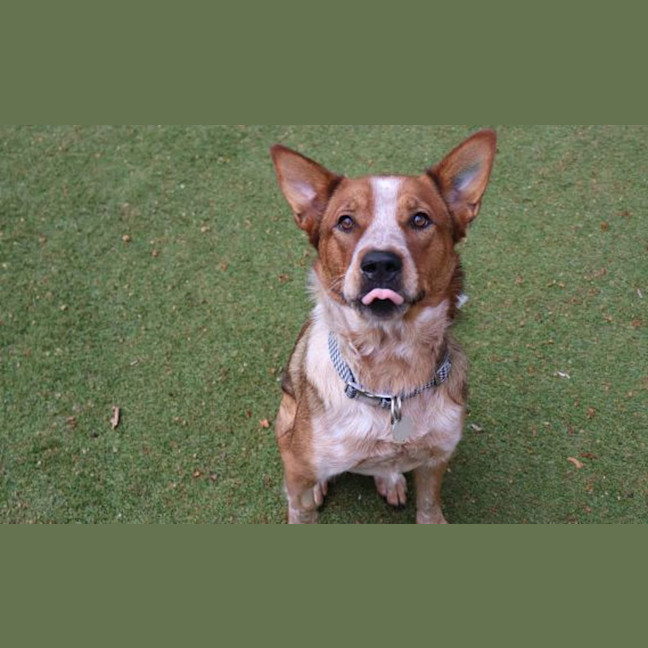 Photo of Sadie