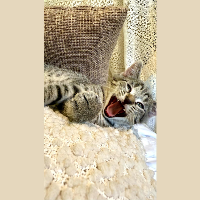 Photo of Frankos Milani 