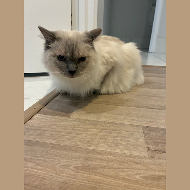 Photo of Chilli