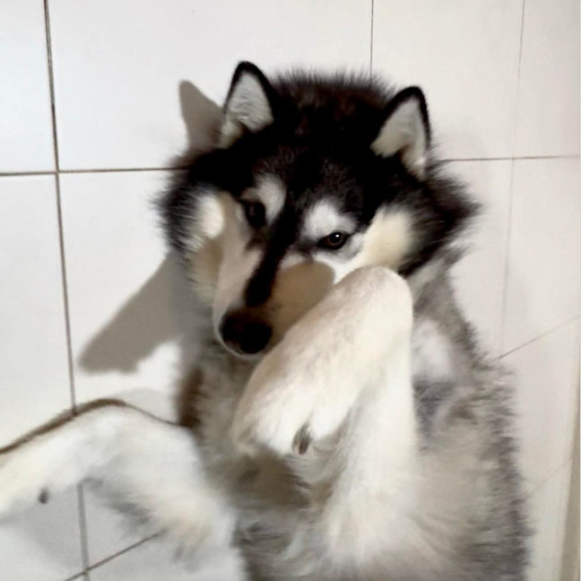 Photo of Harley