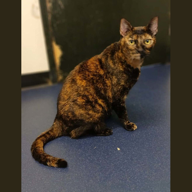Photo of Tilly