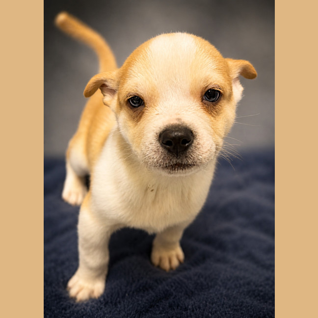 Photo of Cookie