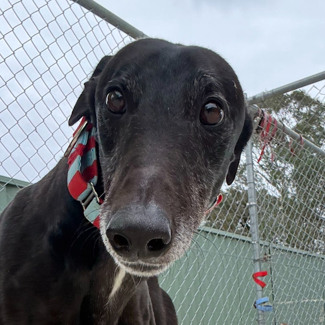 Photo of Coby The Greyhound