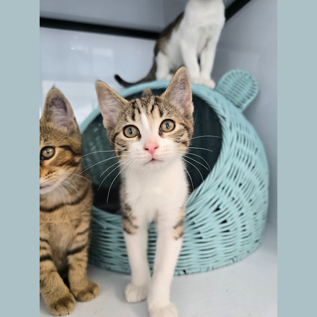 Photo of Lebron   Burnie