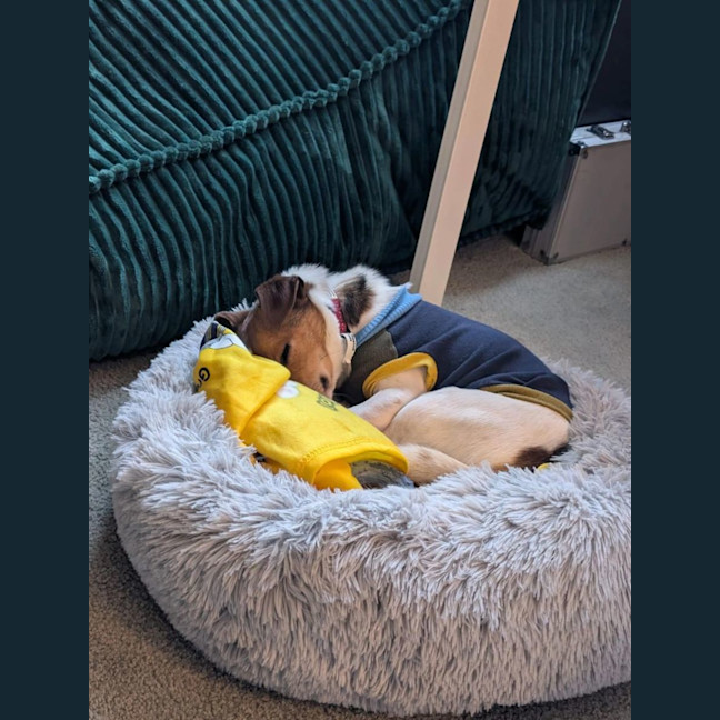 Photo of Bo
