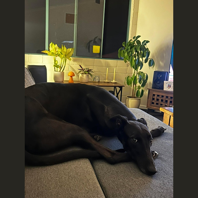 Photo of Vince, The Greyhound