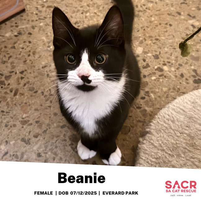 Photo of Beanie