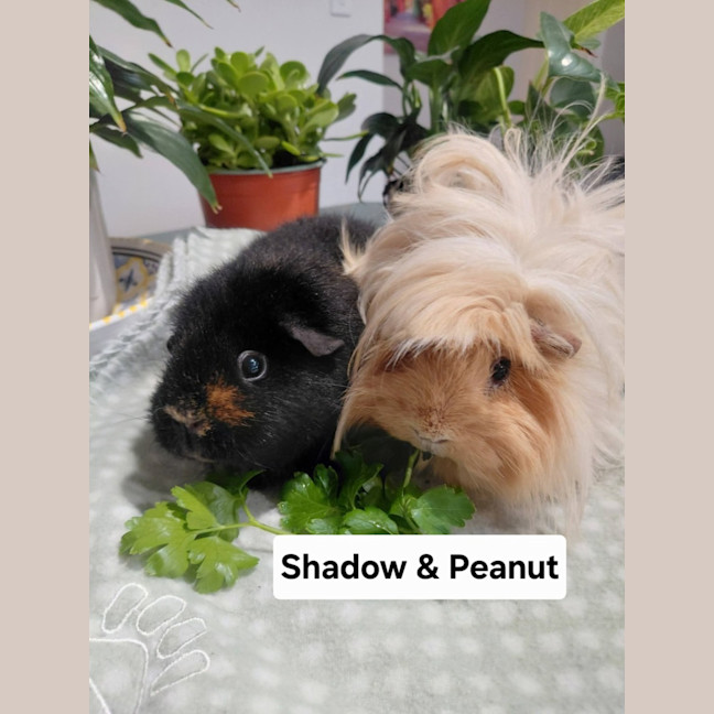 Photo of Peanut And Shadow