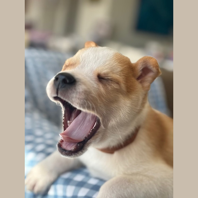 Photo of Cookie