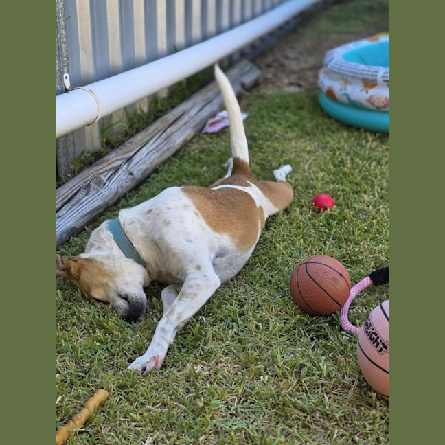 Photo of Wicket   7 Year Old Jack Russell X
