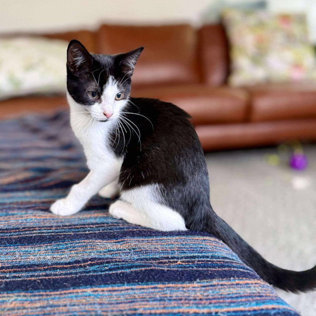 Photo of Aj   Located In Eltham