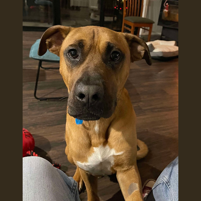 Photo of Apollo