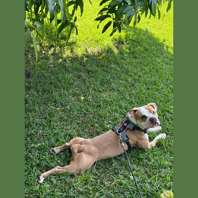 Photo of Scooby   2 Year Old American Bulldog
